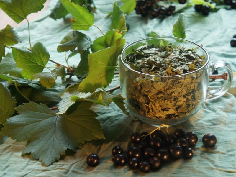 Чай из листьев смородины: просто, быстро и очень вкусно 6 Чай из листьев смородины