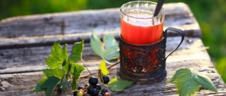 Чай из листьев смородины: просто, быстро и очень вкусно 3