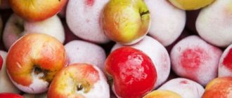 Замороженные яблоки на зиму: в приготовлении получаются как свежие 4